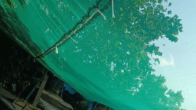 07-06-2025 куры