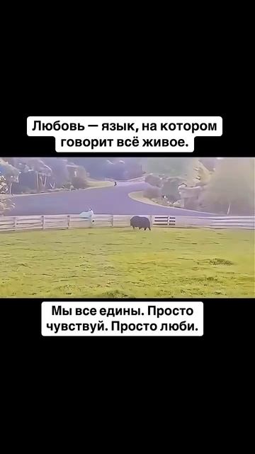 Любовь — универсальный язык, понятный всему живому. Жи...ор... любовь или равнодушие.Мы — часть одно