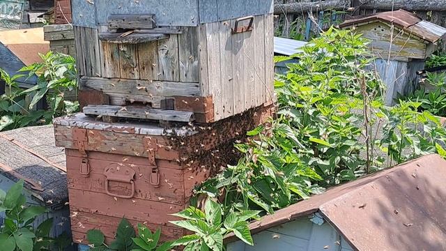 прилетевший рой заходит в улей