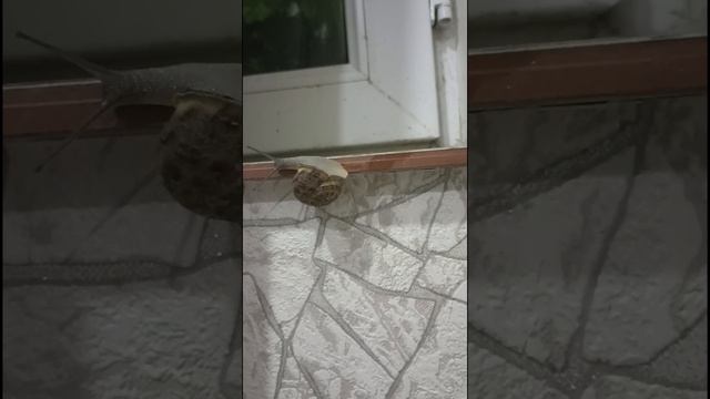 Садовая улитка в Рустави