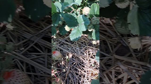 сбор клубники 06.06.2025г.
