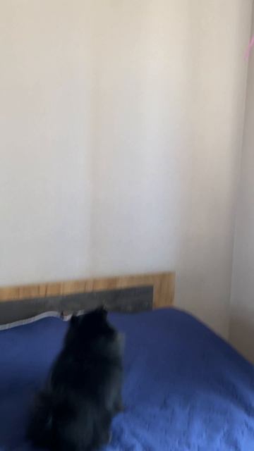Мерс и шарик продолжение1