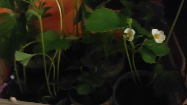 VID_20250607_233724