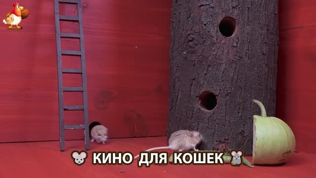 Видео для кошек про крысок развлекать питомцев 🐭🐀😂 (148)