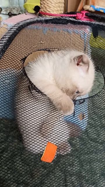 милые котята