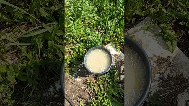 Дачный влог: покупки для сада