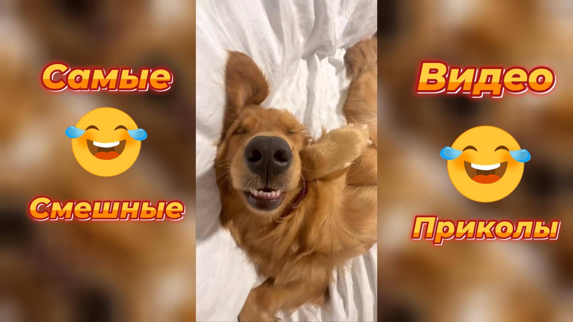 Самые смешные видео приколы/#смешно # приколы #видео #смех #ржака