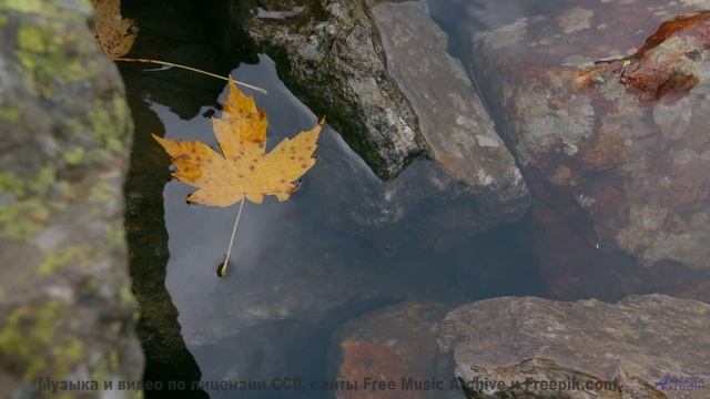 Что на самом деле происходит в этом лесу Это невероятно! - Without You -- Forget the Whale -- Take t