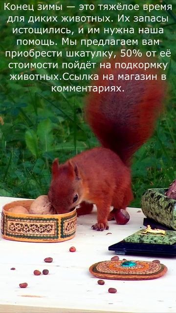 ПОМОГИ БЕЛОЧКАМ