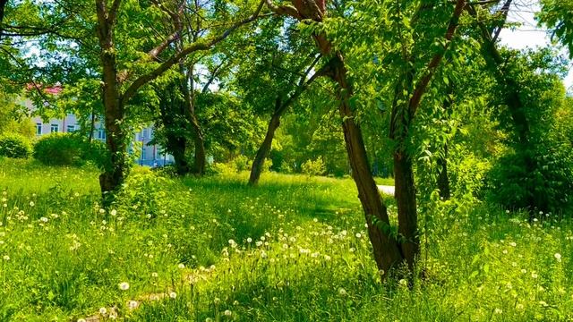 07-06-2025 Асбест. Средний Урал , прогулка по городу 🌿🌳🌱🌼🌆🚶♀️