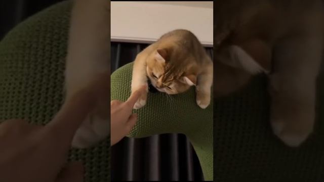 подборка смешных котиков
