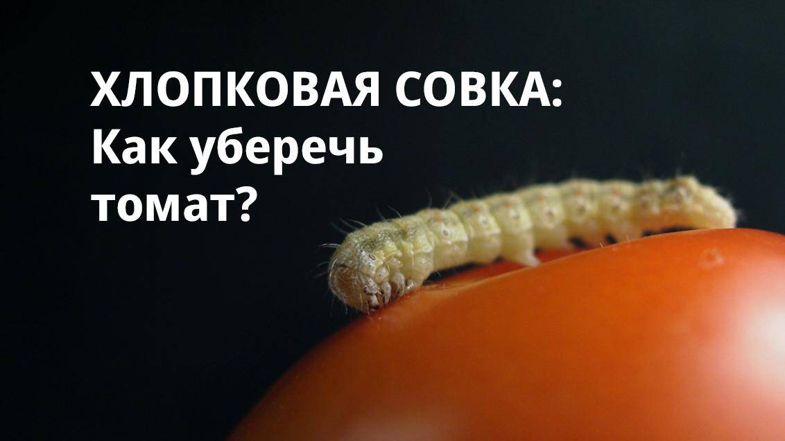 Червивые томаты, баклажаны, перец. Как уберечь?