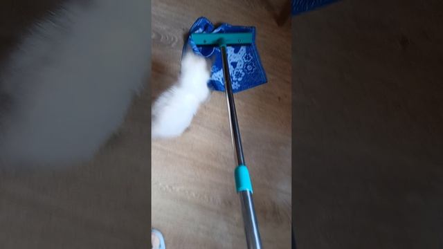 маленькие помощники котята
