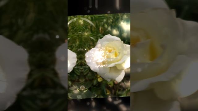 1000144350.mp4 как хочется дотронуться, как страшно прикоснуться, розы