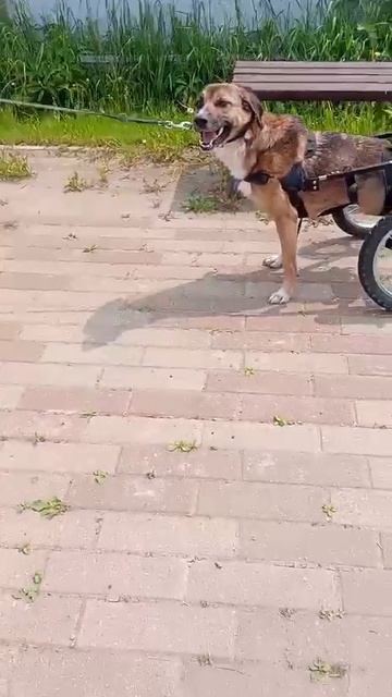 Очаровательная Марточка ищет дом