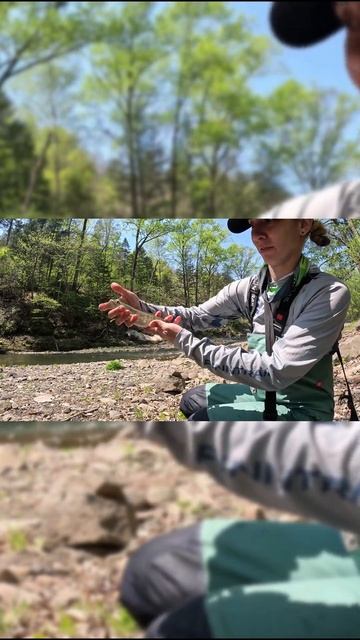 Пеструха #fishing #carpfishing #outdoors#рыбалка #горнаярыбалка
