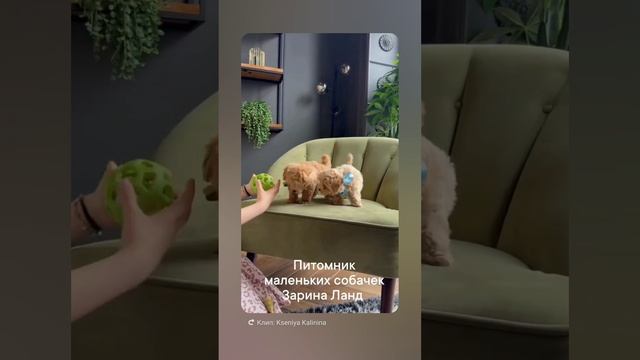 1000277498.mp4