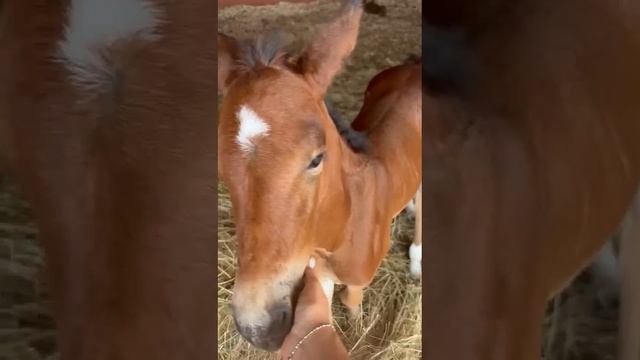 Белоснежка со своим маленьким сыночком Кузнечиком