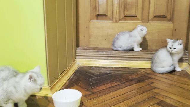 VID_20250607_165945.mp4