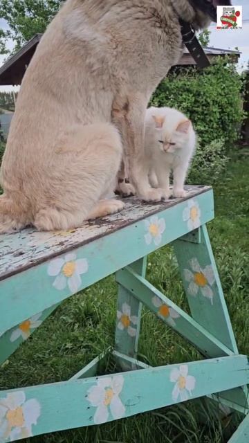 Доброе утро Ребята 🌞😻❤️🐶💐