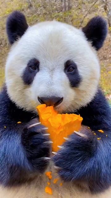 Панда 🐼