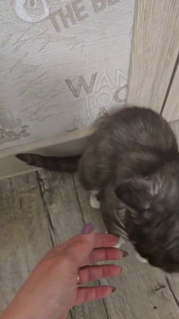 Муся - ласковая, милая кошечка, любит сидеть на ручках.