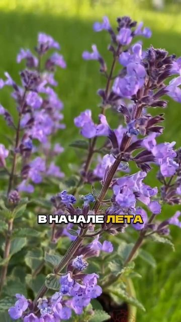 Посади Это Вдоль Дорожки ( и вот почему!)🎯🌿