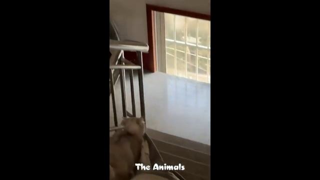 Приколы с животными!