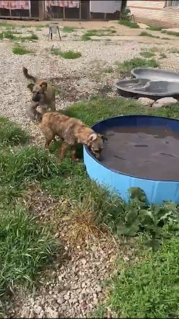 Знойный день в приюте щенков  радует бассейн.