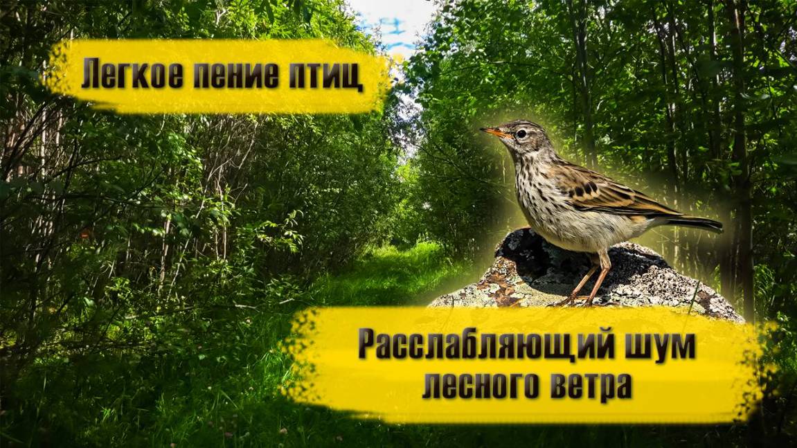 Звуки леса. Пение птиц и ветерок. Расслабление с природой
