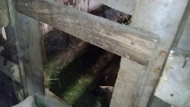 И опять перестройка, перевёл коз в большой сарай на старое место.