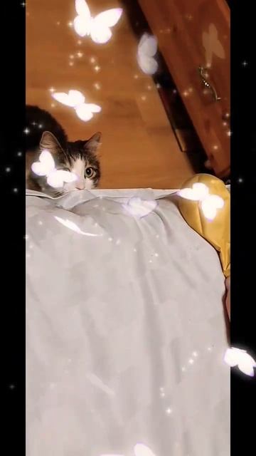 Кот охотится на шарик 🐱🎈
#смешныекоты #shorts#забавныеживотные#funnycats
