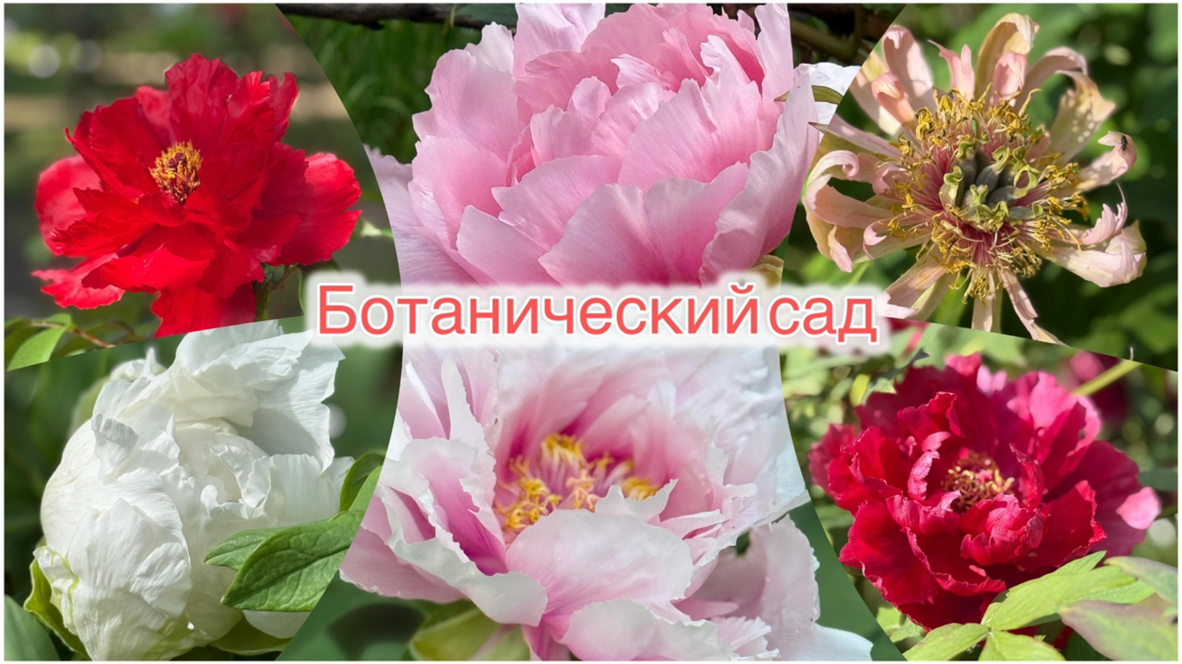 Ботанический сад Петра Великого