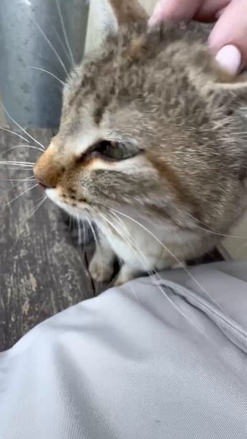 котэ мурлыка