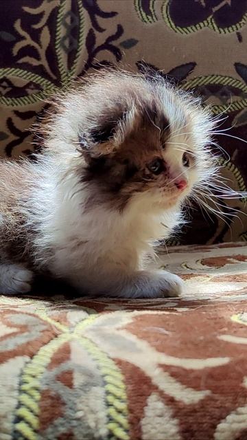 Танец головой. #котенок 4k