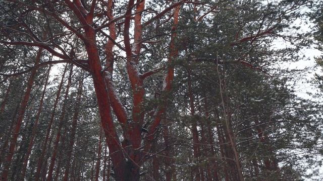 Лесные секреты. Раскидистая огромная сосна. Идет снег в лесу. Видео природы.