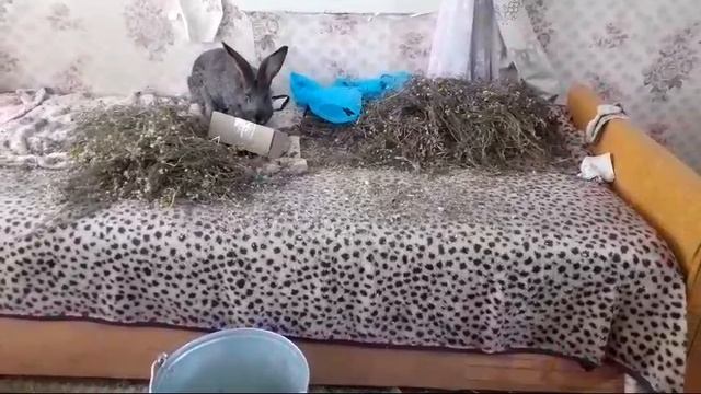 Ромашка очень полезна для кроликов