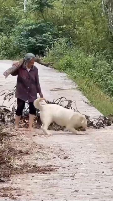 Собака верный друг человека, который никогда не предаст его 🫶