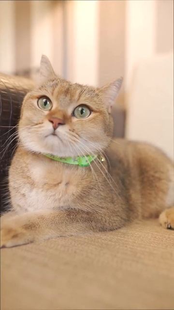 Эластичный флюоресцентный ошейник Japan Premium Pet для кошек, зелёный 641256