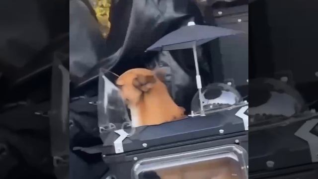 ВОТ ЭТО ДА !!!

1000017693.mp4