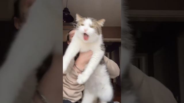 Котики