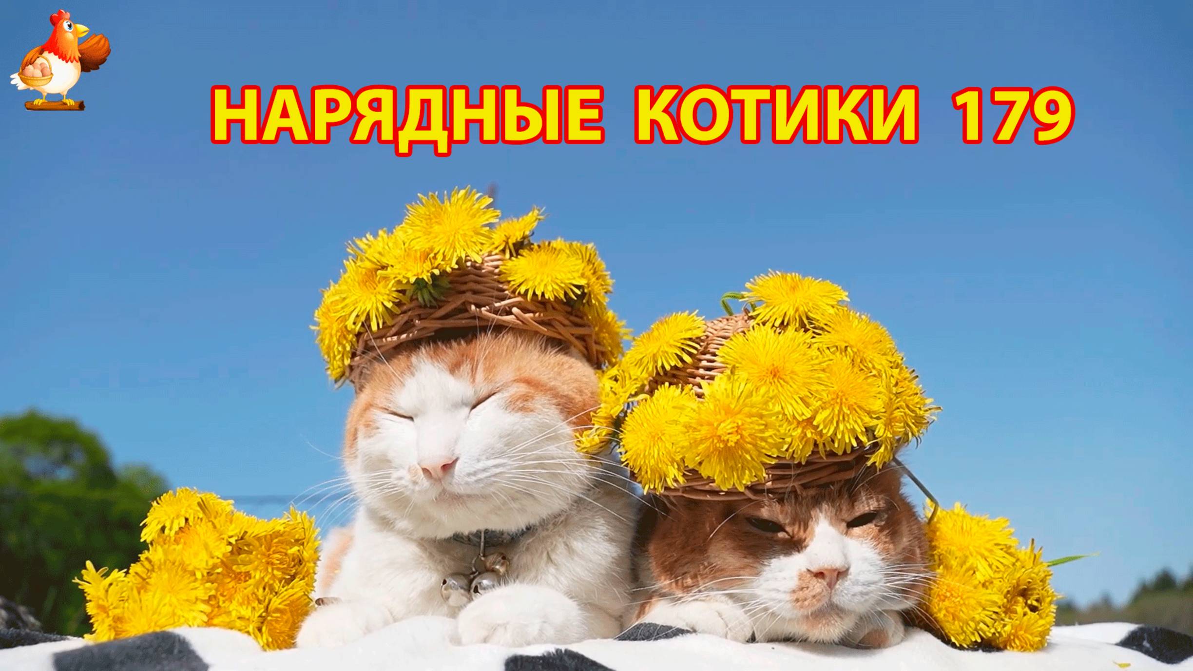 Нарядные Котики расслабляются на солнышке 🌞 🐈🐈🐈 (179)