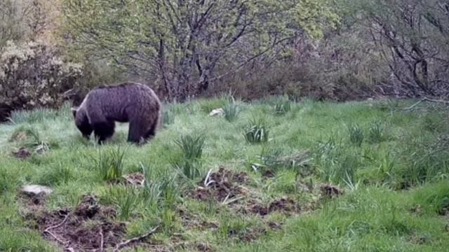 Медведи видео фотоловушки