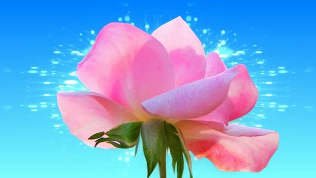 Футаж. Цветочный фон 226