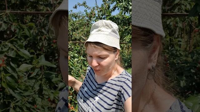 Вишня почти поспела🍒