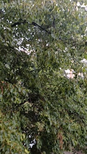 Типичная погода в Москве...