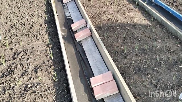 Высадила всё до Троицы. Теперь борьба за урожай.