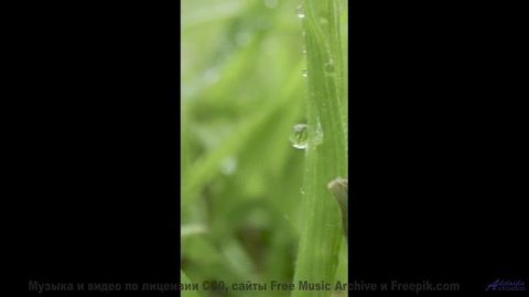 Мелодия для тех, кто целуется на пароме под крики чаек - Rain Forest Dreams (ID 1276) -- Lobo Loco -