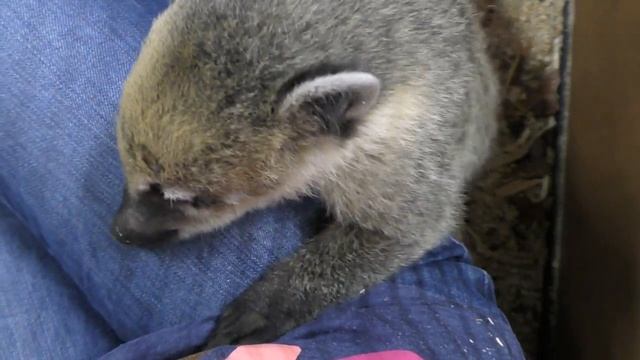 Рома и Диана ★ Едем в Страна ЕНОТиЯ Контактный Зоопарк Арт Молл Adventure Zoo Happy Time Kids Roma S