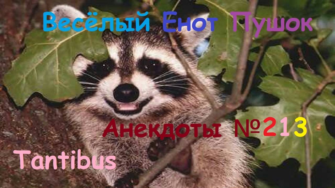 Енот пушок рассказывает анекдоты №213